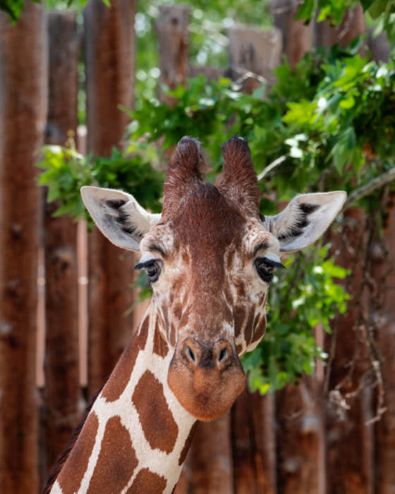Africa Family Night at ABQ BioPark Zoo, Albuquerque